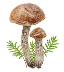 Wild mushrooms and moss watercolor hand drawn botanical realistic illustration. Forest boletus isolated on white background. Great for printing on fabric, invitations
