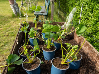 Seedling of strawberries. Planting strawberries with a garden shovel in the ground. Close-up of a young green strawberry plant.