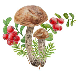Wild mushrooms, red wild berries and moss watercolor hand drawn botanical realistic illustration. Forest boletus and cranberry isolated on white background.