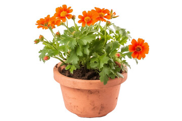 flowers in a pot