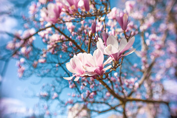 Pink Chinese or saucer magnolia flowers, Magnolia against a blue sky.