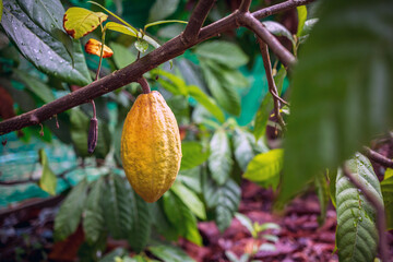 Yellow Cocoa pods grow on trees. The cocoa tree ( Theobroma cacao ) with fruits, Ripe cocoa cacao...