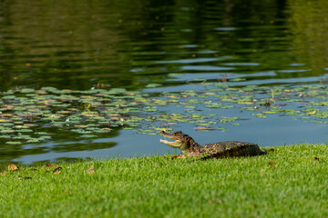 Spectacled Caiman (Caiman crocodilus) taking a sunbath, Panama, Central America