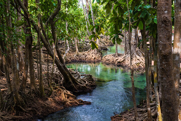 Fototapeta premium Emerald lake among mangrove forests, a crystal clean and transparent river, a natural reserve in Krabi province in Thailand