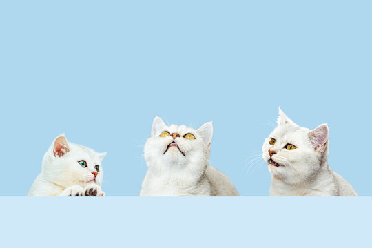 Three beautiful British silver cats look up.