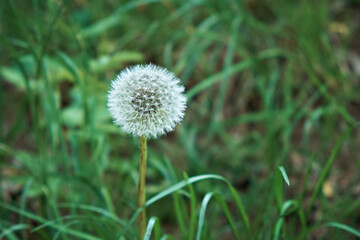 Closed dandelion bud. Dandelion in green grass. High quality photo. Close-up
