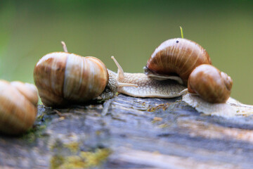 Helix aspersa, escargot de vigne © CrisPlo