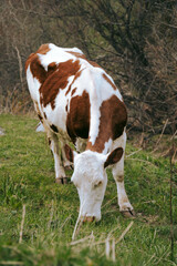 Fototapeta na wymiar Cow in a field
