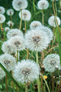 A large number of closed dandelion buds. Dandelion in green grass. High quality photo. Close-up