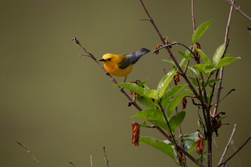 prothonotary warbler