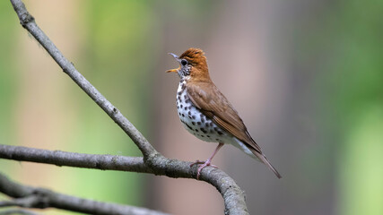 singing wood thrush