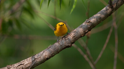prothonotary warbler