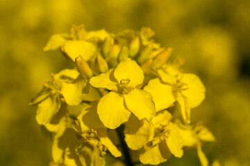 Kwiat rzepaku z bliska na tle  