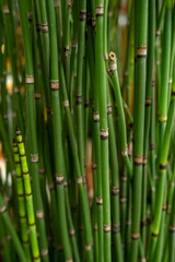 water bamboo sticks