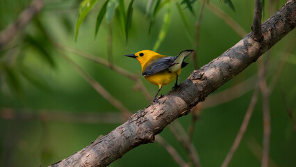 prothonotary warbler