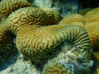 Lesser valley coral or hard brain coral (Platygyra lamellina) undersea, Red Sea, Egypt, Sharm El Sheikh, Nabq Bay