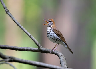singing wood thrush