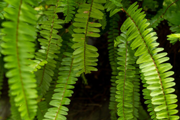 fern leaves