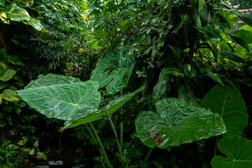 rain drops on the leaves