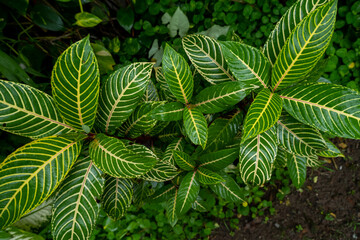 close up of fern leaf
