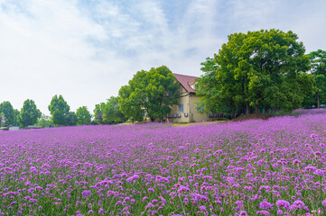 Spring scenery of Wuhan Huabohui Scenic spot