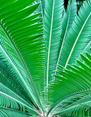 palm tree leaf, green tree leaf, beautiful green tree