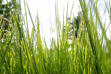 green grass background