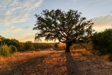 Beautiful rural portuguese landscape at Costa Vicentina with old Cork oak tree (Quercus suber) in evening sun, Alentejo Portugal Europe