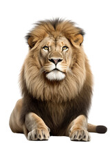 Obraz na płótnie Canvas lying lion isolated, image created with ia