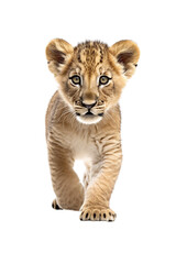 Fototapeta na wymiar lion cub, image created with ia