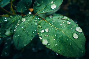 A branch of a rose with green leaves after rain, large drops glisten on the green surface of the leaf, a simple garden still life