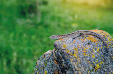 The sand lizard sits on a stone against a background of green grass.