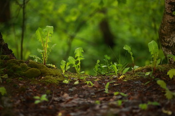 Forest landscape, meadow grass, dandelion and moss.