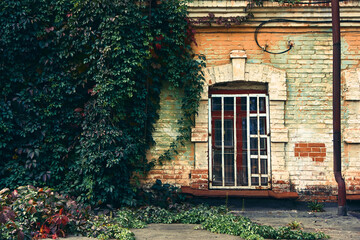 An old brick building, a window with a wooden frame, a powerful metal grate is equipped on top of the window, the brick wall is densely overgrown with ivy and hops, a beautiful vintage scene