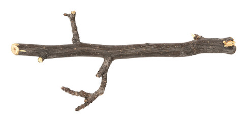 Dry tree twig and branch with knots isolated white background. Dry brushwood. stick tree. pieces of...