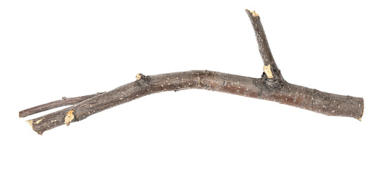 Dry tree twig and branch with knots isolated white background. Dry brushwood. stick tree. pieces of broken wood plank.