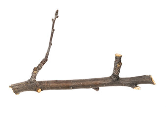 Dry tree twig and branch with knots isolated white background. Dry brushwood. stick tree. pieces of broken wood plank.