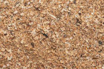 Wood shavings and sawdust background texture. Pile of sawdust close up top view.