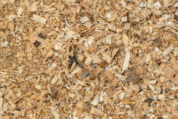 Wood shavings and sawdust background texture. Pile of sawdust close up top view.