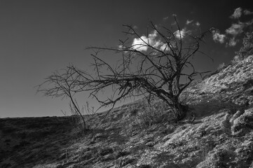 A dead bush of some tree stands on the slope of a chalk mountain, bare branches are tragically intertwined creating a sad image, a clear sky with a little cloudy