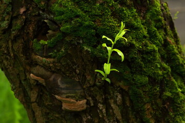 Tree trunk, covered in moss, closeup.