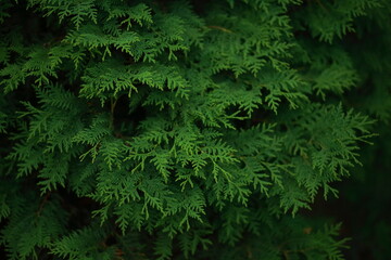 Naklejka na ściany i meble Lush green foliage of eastern white cedar, close-up.