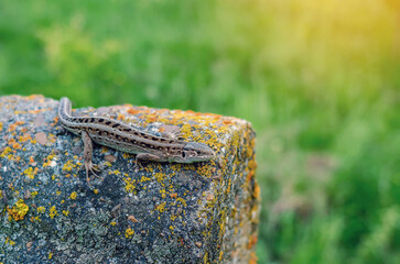 Lizard on a stone in the middle of the natural environment