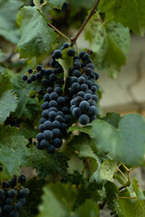 grapes on vine