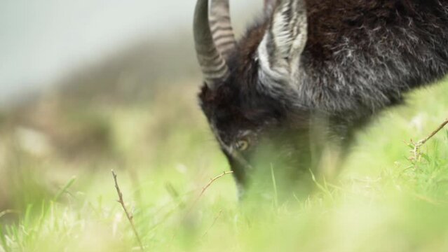 Close on goat grazing on steep hillside in spring
