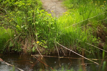 Meadow grass and weeds on a riverbank. Warm summer rain, dew and raindrops on the plants. Close-up, blurred background.