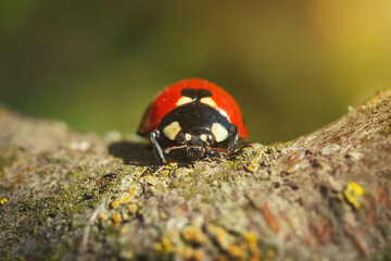 Ladybird beetle on tree bark. Macro photography, frontal view of insect.