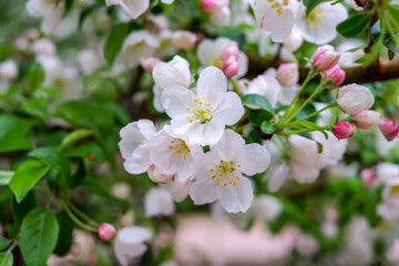 Flowers of Apple tree Fuji in the sun in the spring