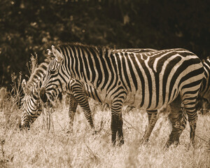 Fototapeta na wymiar ith their barcode-like stripes, zebras are one of Africa's iconic safari species.. .