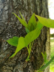 Green leaves
 of a tree